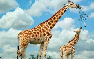 娱乐吃瓜君长颈鹿,娱乐吃瓜君的趣味解读